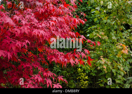 Acer Palmatum Osakazuki in volle Herbstfärbung. Stockfoto