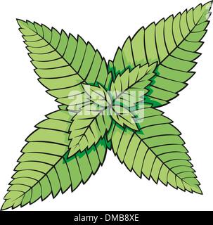 Minzblätter Stock Vektor
