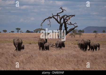 Eine Herde Elefanten durch den grossen Himmel und offenen Ebene der Serengeti National Park, einem UNESCO-Weltkulturerbe, in der Mara und Simiyu Regionen in Tansania, Ostafrika Stockfoto