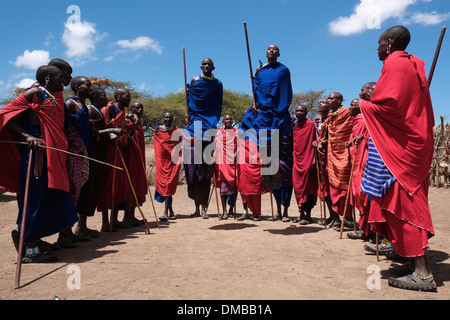 Eine Gruppe von Massai Männer, die sich an der traditionellen Adumu Tanz allgemein bekannt als das Springen Tanz in einem kommenden alt Zeremonie für junge Krieger in der Masai Stamm in der Ngorongoro Conservation Area im Krater im Hochland von Tansania Ostafrika durchgeführt Stockfoto