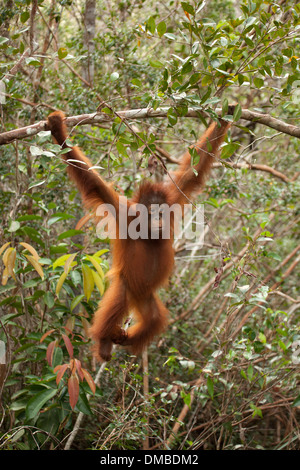Junger wilder Orang-Utan (Pongo pygmaeus), der im Wald von Camp Leakey im tropischen Wald Borneas von einem Ast schwingt. Kritisch gefährdete Arten Stockfoto