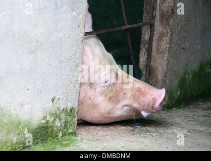 Hausschwein (Sus scrofa domestica) schiebt den Kopf durch Riegel über den Käfig Stockfoto