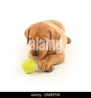 Ein roter Fuchs farbige Labrador Hund Welpen spielen mit einem Tennisball Stockfoto