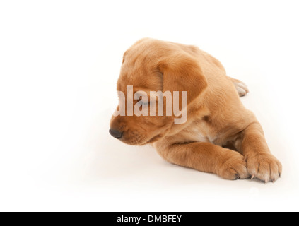 Ein roter Fuchs farbige Labrador Welpe Hund Stockfoto