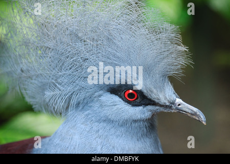 Western gekrönte Taube (Goura Cristata) / / Goura Couronné (Goura Cristata) Stockfoto