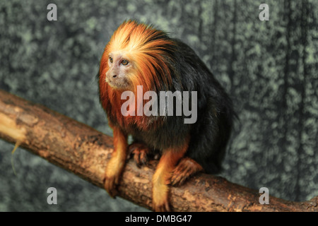 unter der Leitung der goldene Löwe Tamarin (Leontopithecus Chrysomelas) in Beauval Zoo / / Tamarin Löwe À Tête Dorée au Zoo de Beauval, Frankreich Stockfoto