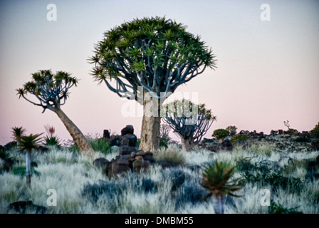 Zittern Sie Bäume, Kokerboom, Aloe Dichotoma, zucken Sie Baum Wald, Farm Gariganus Keetmannshoop, Namibia, Afrika Stockfoto