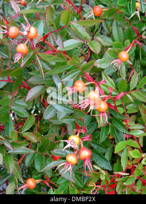 rote und gelbe Hagebutten auf eine japanische wild Rosenzucht in Maine, USA. Die Hagebutte, auch bekannt als rose Haw oder Rose hep. Stockfoto