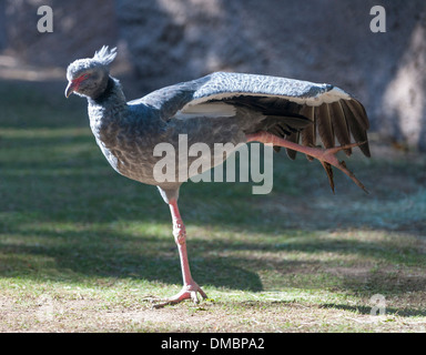 Die südlichen Screamer (Chauna Torquata), aka Crested Screamer, gehört zu der Ordnung Anseriformes. Aus Südamerika. Stockfoto