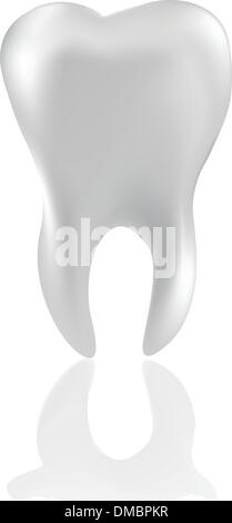 Zahn-Isolated on white Stock Vektor