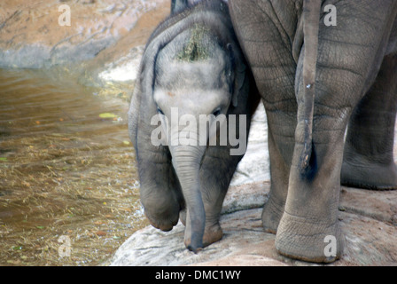 Indischer Elefant Kalb zu Fuß durch Wasser mit Mutter Stockfoto