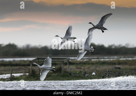 SCHWÄNE, DIE ANKUNFT AM WELNEY WÄSCHT, CAMBRIDGESHIRE BEI SONNENUNTERGANG Stockfoto