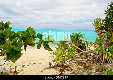 Baby-Palme, aufgewachsen auf dem abgelegenen Strand Ee Insel, Aitutaki Lagune, Cook-Inseln Stockfoto