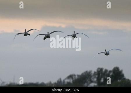 SCHWÄNE, DIE ANKUNFT AM WELNEY WÄSCHT, CAMBRIDGESHIRE BEI SONNENUNTERGANG Stockfoto