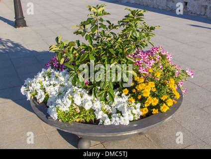 großen Topf mit bunten Blumen Stockfoto