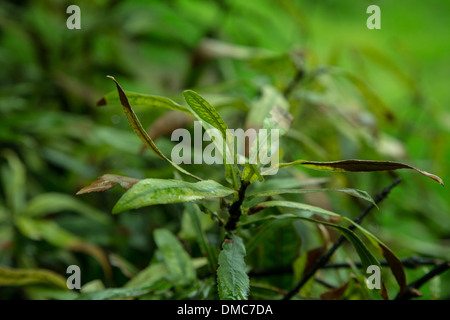 Detail des pflanzlichen Lebens im freien Stockfoto