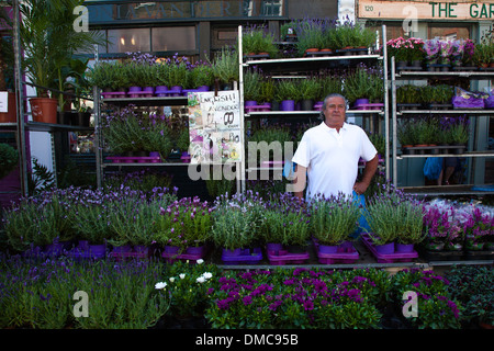 Lavendel Stall, Blumenmarkt der Columbia Road, London Stockfoto