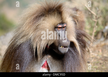 Gelada Pavian Stockfoto