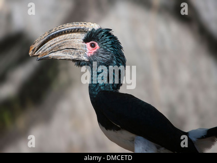 Ein Trompeter Hornbill - Bycanistes Bucinator - in Berindi Mosambik Botswana Kongo Kenia Afrika gefunden. Stockfoto