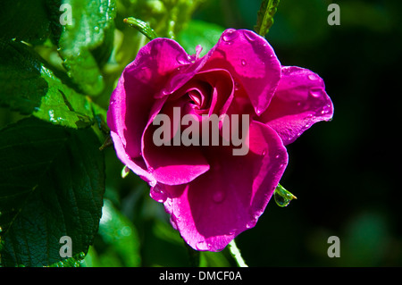 Alten altmodischen duftende Kletterrose Stockfoto
