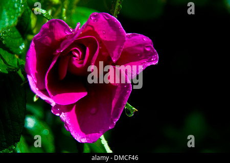 Alten altmodischen duftende Kletterrose Stockfoto