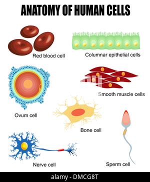 Anatomie der menschlichen Zellen Stock Vektor