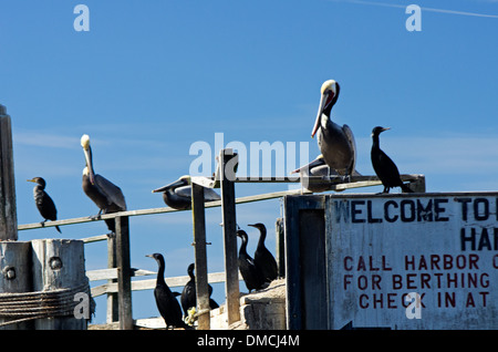 Elk Horn Slough, Pelikane und Kormorane willkommen Bootsfahrer zum Hafen Stockfoto