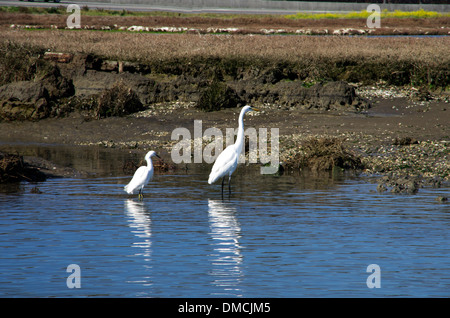 Elk Horn Slough, small Snowy Egret looks for food next to Great Egret in water Stockfoto