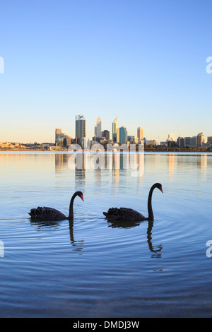 Zwei schwarze Schwäne (Cygnus atratus) auf dem Swan River mit der Stadt Perth in der Ferne. Perth, Western Australia Stockfoto