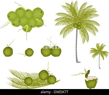Satz von Palme mit grünen Kokosnüsse Stock Vektor