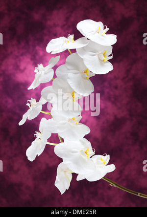 Weiße Orchidee blüht auf lila Hintergrund Stockfoto