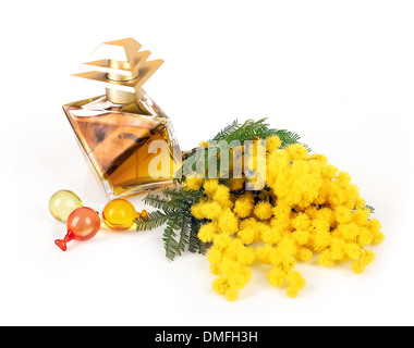 Duft der Mimosen Blüten auf weißem Hintergrund Stockfoto