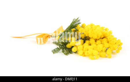 Zweig der Mimosen Blüten isoliert auf weiss Stockfoto