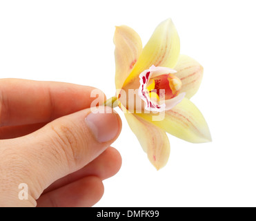 Orchidee Blume zwischen seinen Fingern auf weißem Hintergrund Stockfoto