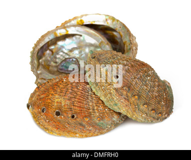 Vier Abalone-Muscheln auf weißem Hintergrund Stockfoto