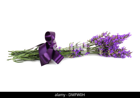 Lavendel Blume auf weißem Hintergrund Stockfoto