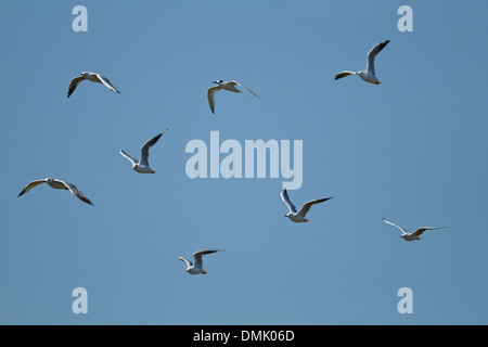 Brandseeschwalbe, Lachmöwe und Mew Gull im Flug Stockfoto