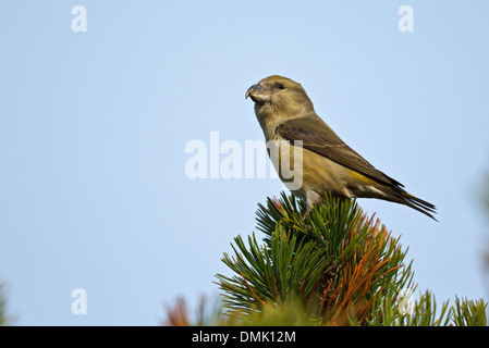 Papagei Fichtenkreuzschnabel (Loxia Pytyopsittacus) Stockfoto