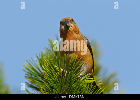 Rot Fichtenkreuzschnabel (Loxia Curvirostra) Stockfoto