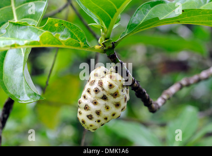 Noni-Frucht (Morinda Citrifolia). Große Morinda, indische Maulbeere, Maulbeerbaum Strand oder Käse, Obst.    Tortuguero, Costa Rica Stockfoto