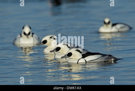 Zwergsäger (Mergus Albellus) männlich Stockfoto