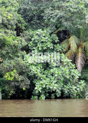 Ein Brotfruchtbaum (Artocarpus Altilis) wächst am Rande eines Flusses im Tortuguero Nationalpark. Stockfoto