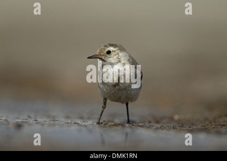 Weiße Bachstelze 1 cy (Motacilla Alba) Stockfoto