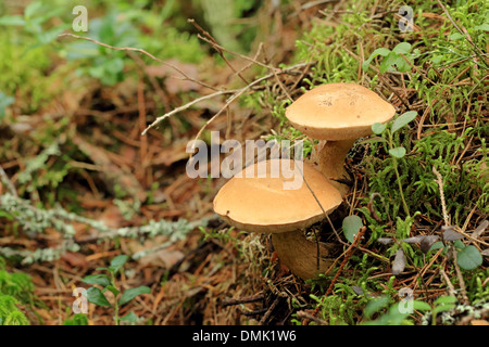 Pilz Suillus Bovinus wächst im Wald (Suillus Bovinus). Stockfoto