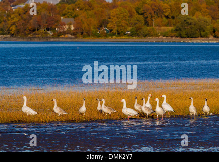 MIGRATION DER SCHNEEGÄNSE IN BERTHIER-SUR-MER, SAINT LAWRENCE RIVER, CHAUDIERE-APPALACHES, HERBSTFARBEN, QUEBEC, KANADA Stockfoto