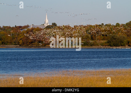 MIGRATION DER SCHNEEGÄNSE IN BERTHIER-SUR-MER, CHAUDIERE-APPALACHES, HERBSTFARBEN, QUEBEC, KANADA Stockfoto