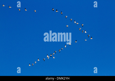 MIGRATION DER SCHNEEGÄNSE IN BERTHIER-SUR-MER, SAINT LAWRENCE RIVER, CHAUDIERE-APPALACHES, HERBSTFARBEN, QUEBEC, KANADA Stockfoto