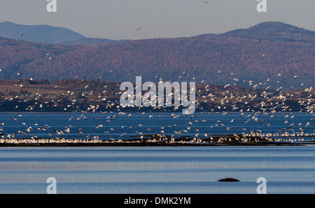 MIGRATION DER SCHNEEGÄNSE IN BERTHIER-SUR-MER, SAINT LAWRENCE RIVER, CHAUDIERE-APPALACHES, HERBSTFARBEN, QUEBEC, KANADA Stockfoto