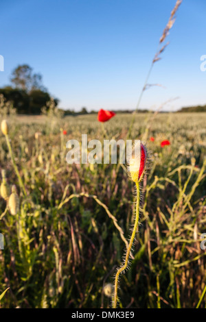 Gemeine Poppy, Papaver Rhoeas, Knospenöffnung mit out of Focus Poppies im Hintergrund. Berkshire, England, GB, Großbritannien. Stockfoto