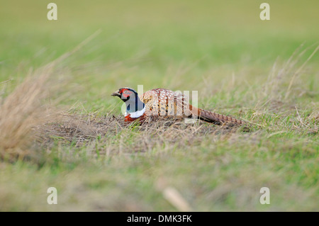 Fasan (Phasianus Colchicus). Erwachsene Männchen der weiß-necked oder Manlius Gruppe, häufig auf britische Ackerland. Stockfoto